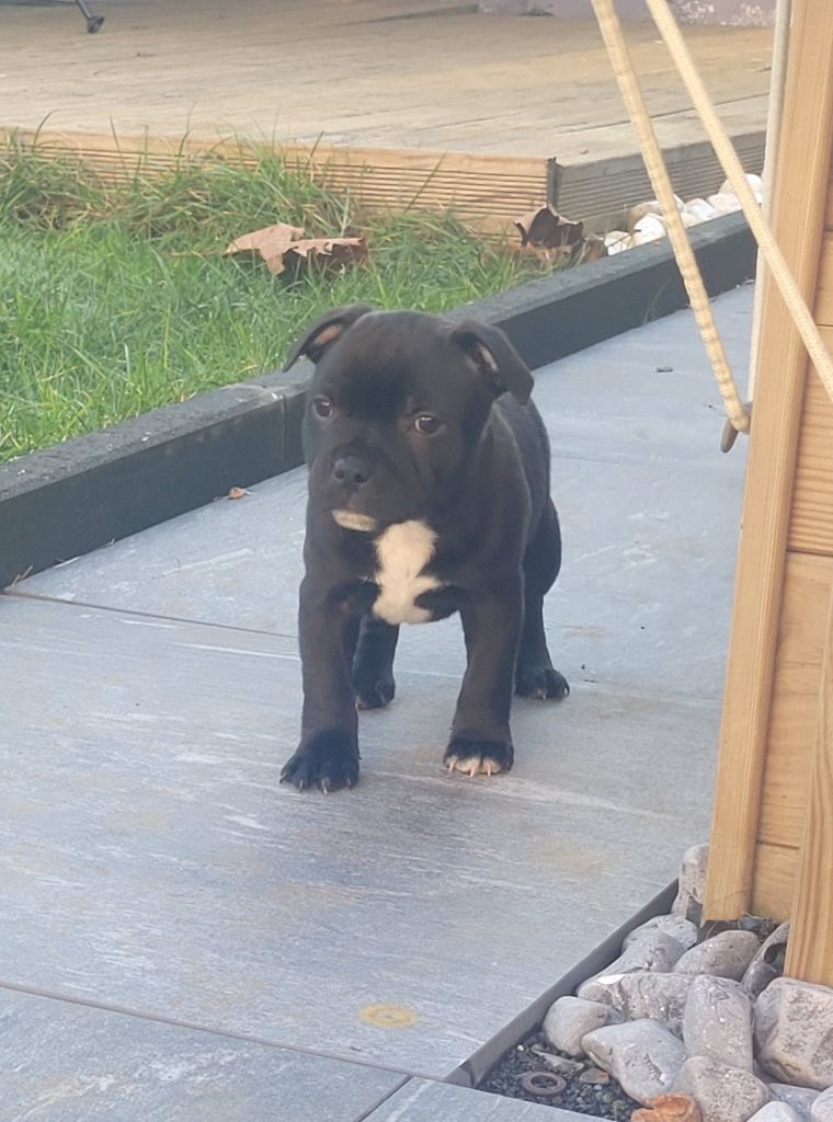 de l'eternelle passion - Chiot disponible  - Staffordshire Bull Terrier