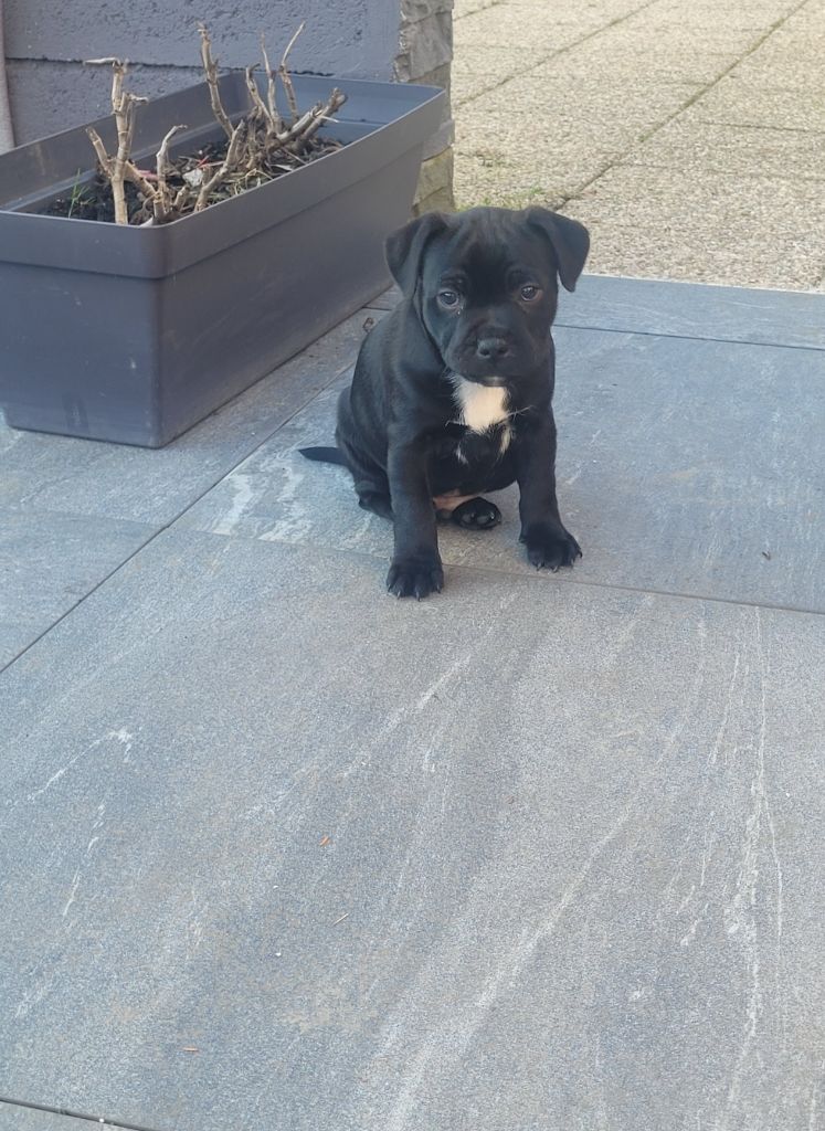 de l'eternelle passion - Chiot disponible  - Staffordshire Bull Terrier