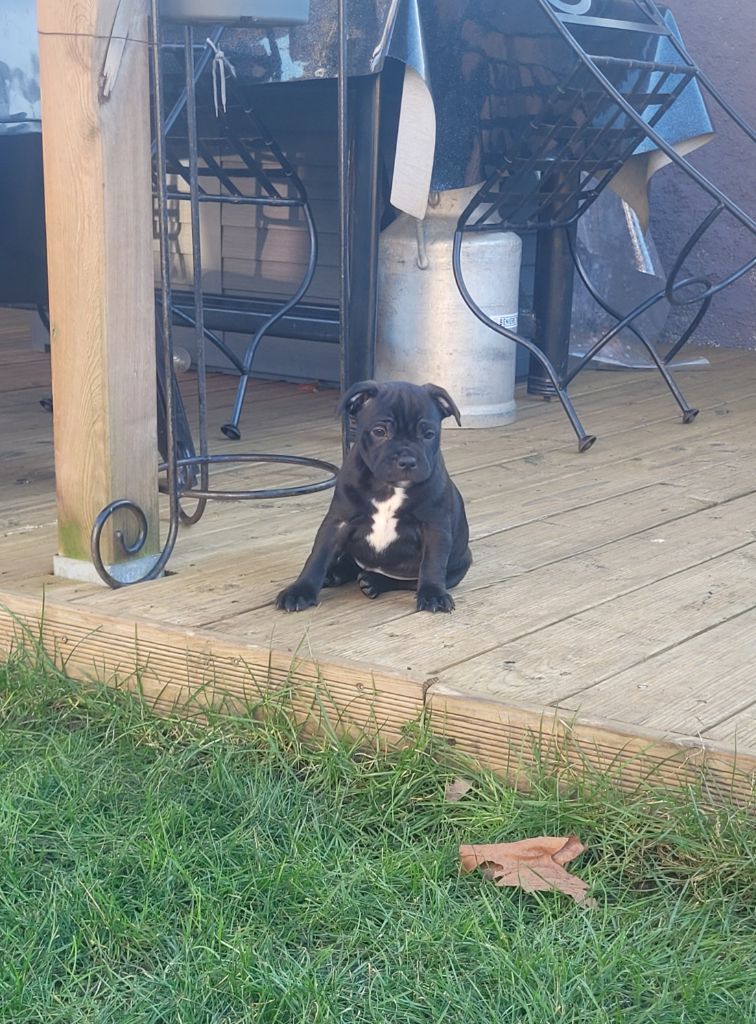 de l'eternelle passion - Chiot disponible  - Staffordshire Bull Terrier