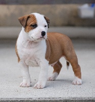 de l'eternelle passion - American Staffordshire Terrier - Portée née le 07/05/2010