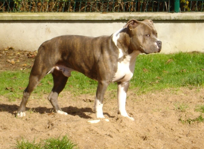 Capone de l'eternelle passion