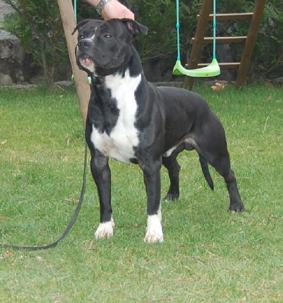 Athos a little king de l'eternelle passion
