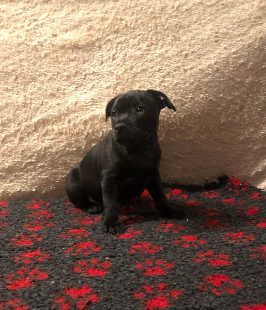 de l'eternelle passion - Chiots disponibles - Staffordshire Bull Terrier