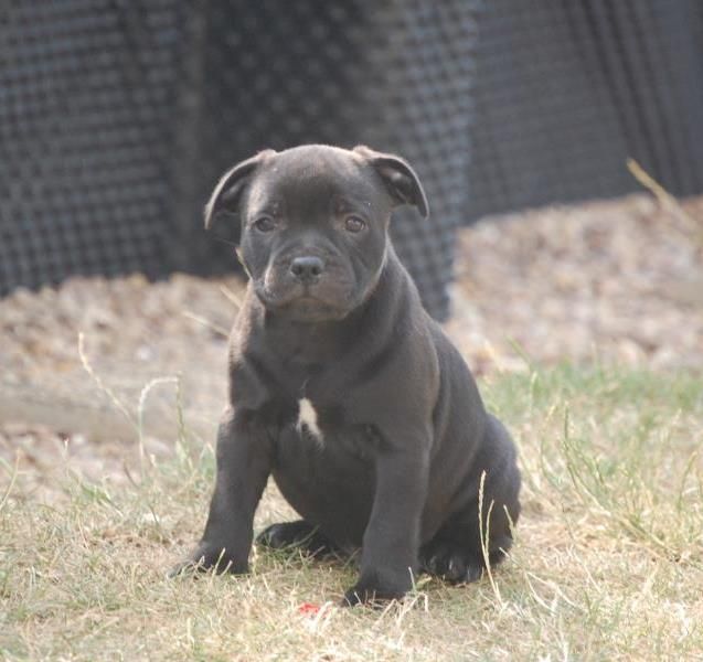 de l'eternelle passion - Staffordshire Bull Terrier - Portée née le 09/06/2019