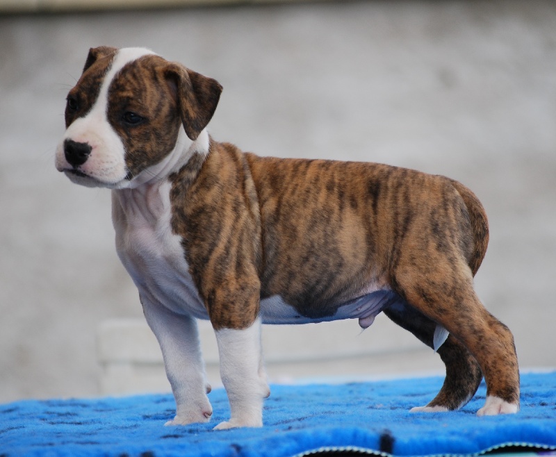 de l'eternelle passion - American Staffordshire Terrier - Portée née le 07/05/2010