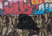 CHIOT