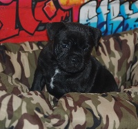 CHIOT